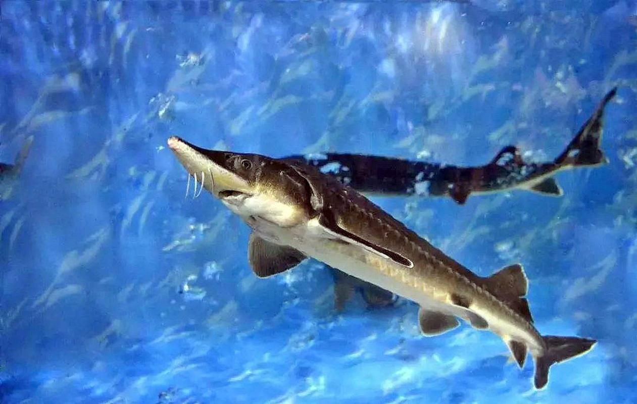 鱘龍魚圖片【中國新聞網(wǎng),魚界大熊貓——鱘龍魚養(yǎng)殖“鱘”出致富新路】