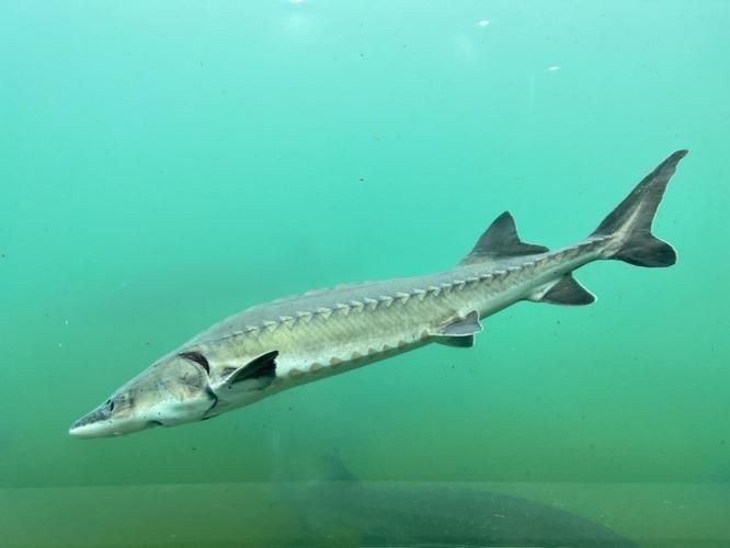 鱘龍魚圖片【中國新聞網(wǎng),魚界大熊貓——鱘龍魚養(yǎng)殖“鱘”出致富新路】