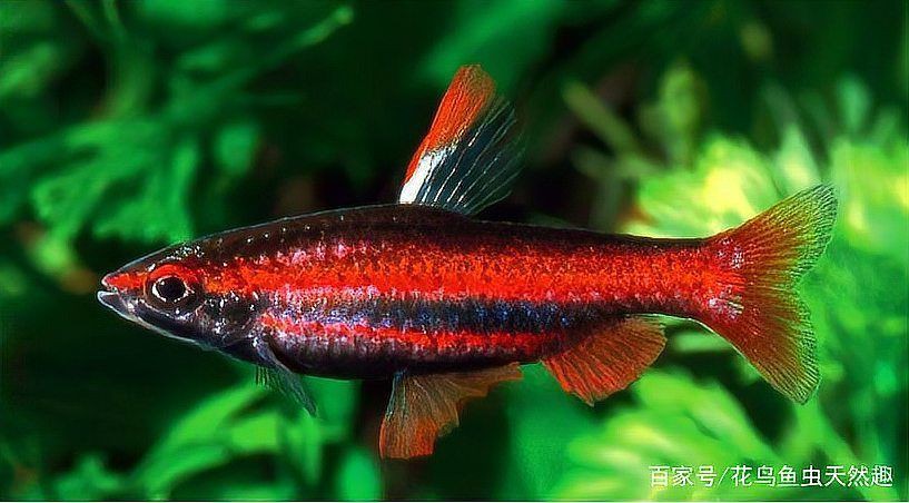 熱帶觀賞魚品種介紹【《熱帶觀賞魚品種介紹》】 龍魚百科 第8張 熱帶觀賞魚品種介紹【《熱帶觀賞魚品種介紹》】 熱帶觀賞魚品種介紹【《熱帶觀賞魚品種介紹》】 龍魚百科 第8張