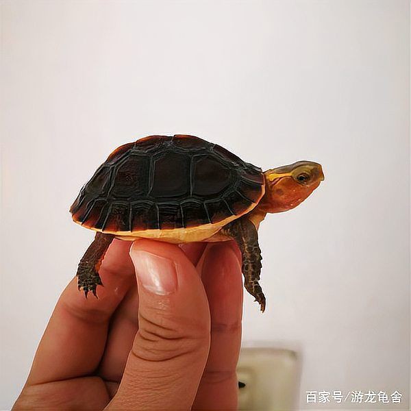 高背龜?shù)娘曫B(yǎng)環(huán)境要求【黃緣閉殼龜如何養(yǎng)成】