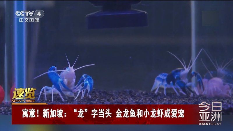 有沒有關(guān)于金龍魚的紀(jì)錄片【《品牌強國之路》金龍魚】 有沒有關(guān)于金龍魚的紀(jì)錄片【《品牌強國之路》金龍魚】 龍魚百科 第4張