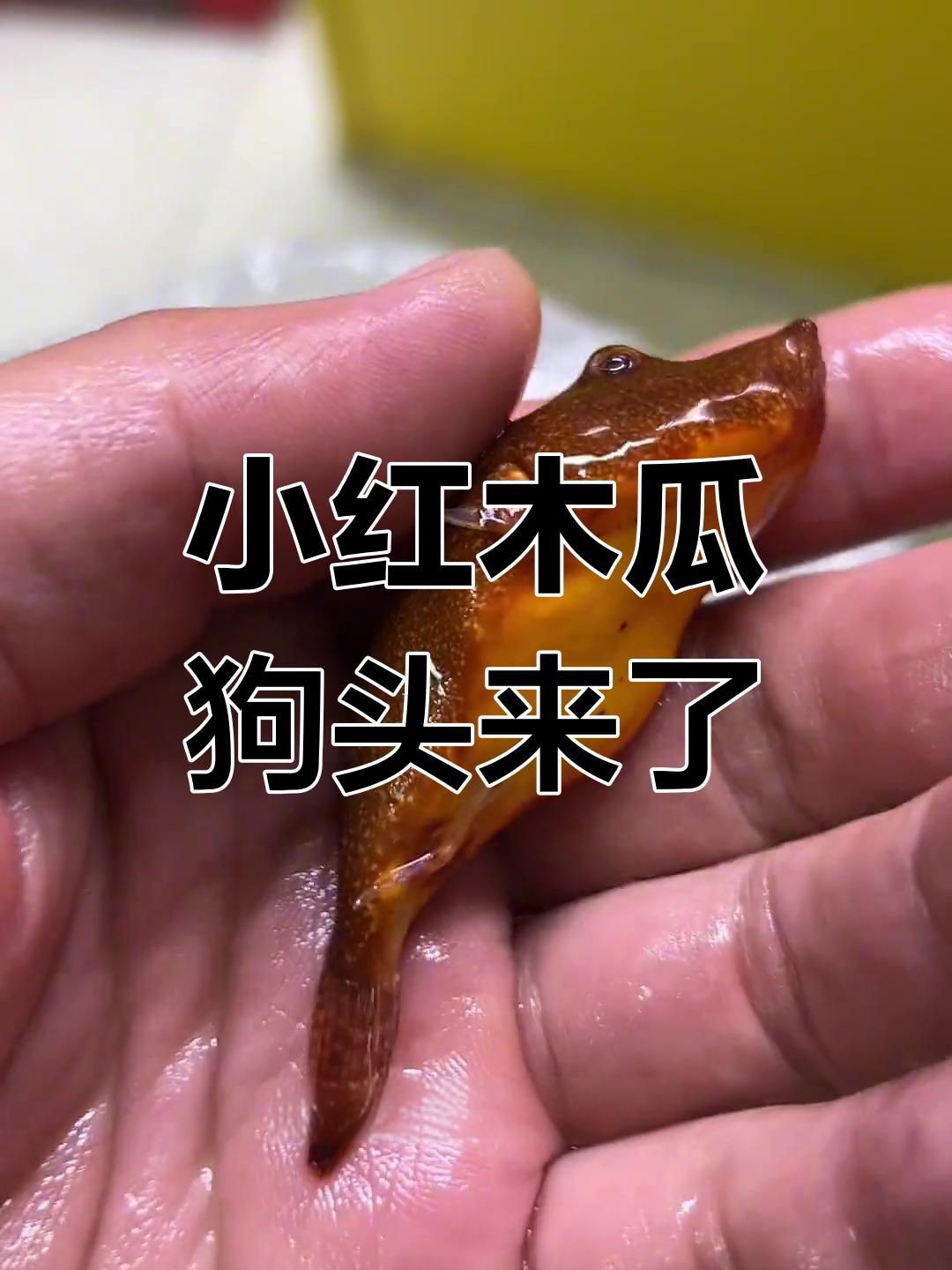 木瓜狗頭和紅木瓜狗頭【木瓜狗頭與“紅木瓜狗頭”的飼養要點和飼養要點】 龍魚百科 第2張 木瓜狗頭和紅木瓜狗頭【木瓜狗頭與“紅木瓜狗頭”的飼養要點和飼養要點】 木瓜狗頭和紅木瓜狗頭【木瓜狗頭與“紅木瓜狗頭”的飼養要點和飼養要點】 龍魚百科 第2張