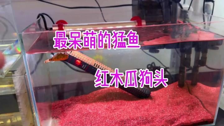 木瓜狗頭和紅木瓜狗頭【木瓜狗頭與“紅木瓜狗頭”的飼養要點和飼養要點】 龍魚百科 第1張 木瓜狗頭和紅木瓜狗頭【木瓜狗頭與“紅木瓜狗頭”的飼養要點和飼養要點】 木瓜狗頭和紅木瓜狗頭【木瓜狗頭與“紅木瓜狗頭”的飼養要點和飼養要點】 龍魚百科 第1張