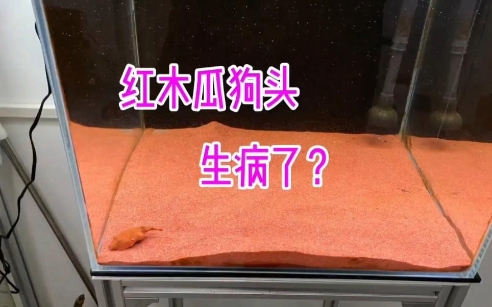 木瓜狗頭和紅木瓜狗頭【木瓜狗頭與“紅木瓜狗頭”的飼養要點和飼養要點】 龍魚百科 第4張 木瓜狗頭和紅木瓜狗頭【木瓜狗頭與“紅木瓜狗頭”的飼養要點和飼養要點】 木瓜狗頭和紅木瓜狗頭【木瓜狗頭與“紅木瓜狗頭”的飼養要點和飼養要點】 龍魚百科 第4張