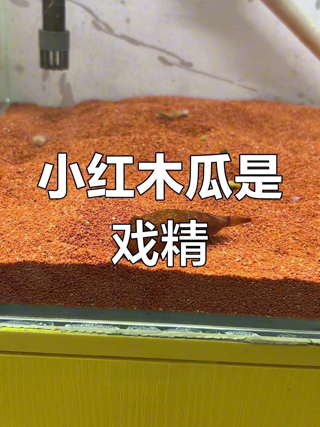 木瓜狗頭和紅木瓜狗頭【木瓜狗頭與“紅木瓜狗頭”的飼養要點和飼養要點】 龍魚百科 第3張 木瓜狗頭和紅木瓜狗頭【木瓜狗頭與“紅木瓜狗頭”的飼養要點和飼養要點】 木瓜狗頭和紅木瓜狗頭【木瓜狗頭與“紅木瓜狗頭”的飼養要點和飼養要點】 龍魚百科 第3張
