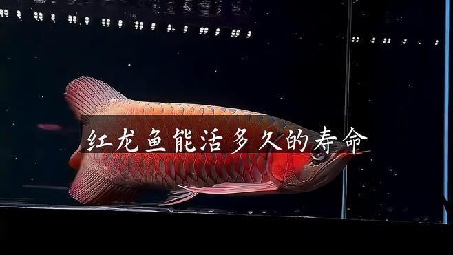 如何延長紅金龍魚壽命【紅金龍魚的壽命受飼養條件影響顯著】