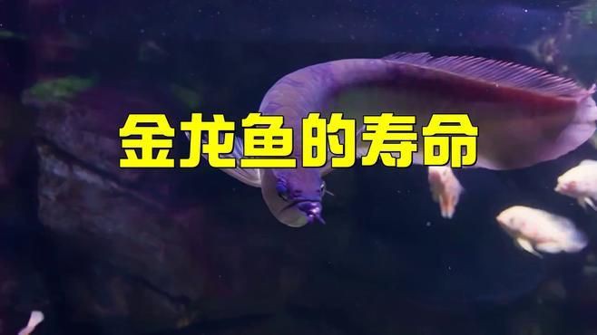 如何延長紅金龍魚壽命【紅金龍魚的壽命受飼養條件影響顯著】