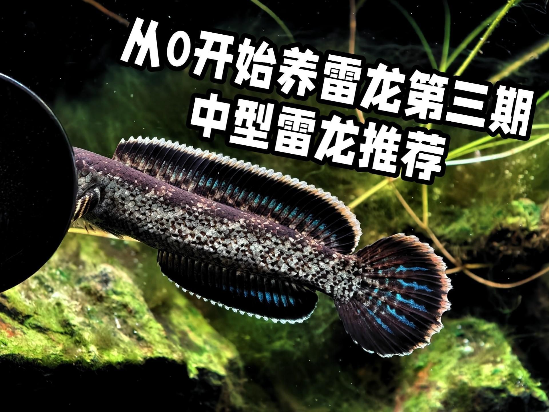 雷龍魚有哪些品種？【小型雷龍魚品種全解析枯藤活寶雷龍魚品種介紹】