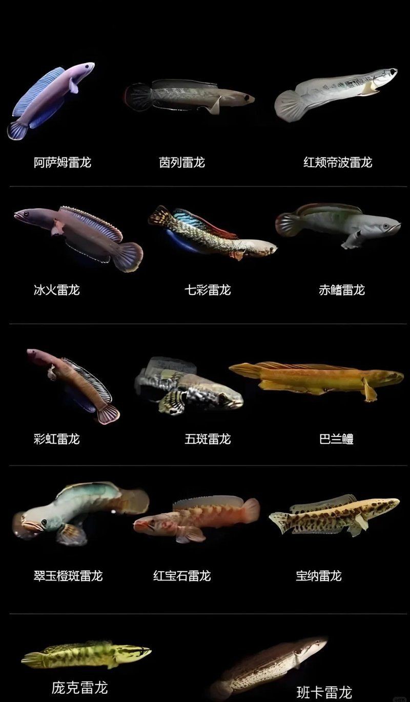 雷龍魚有哪些品種？【小型雷龍魚品種全解析枯藤活寶雷龍魚品種介紹】