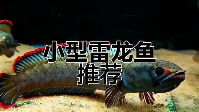 雷龍魚有哪些品種？【小型雷龍魚品種全解析枯藤活寶雷龍魚品種介紹】