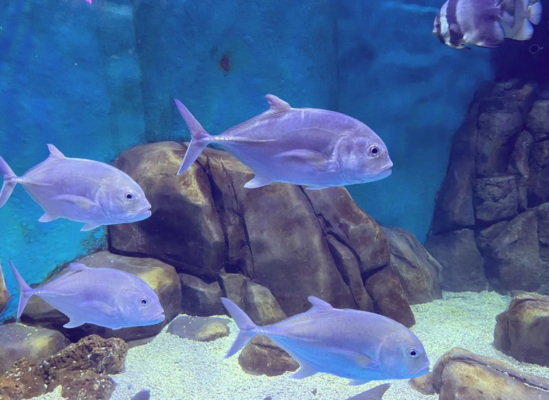 九龍坡水族店【九龍坡區水族店分布廣泛且各具特色】 九龍坡水族店【九龍坡區水族店分布廣泛且各具特色】 全國水族館企業名錄 第11張