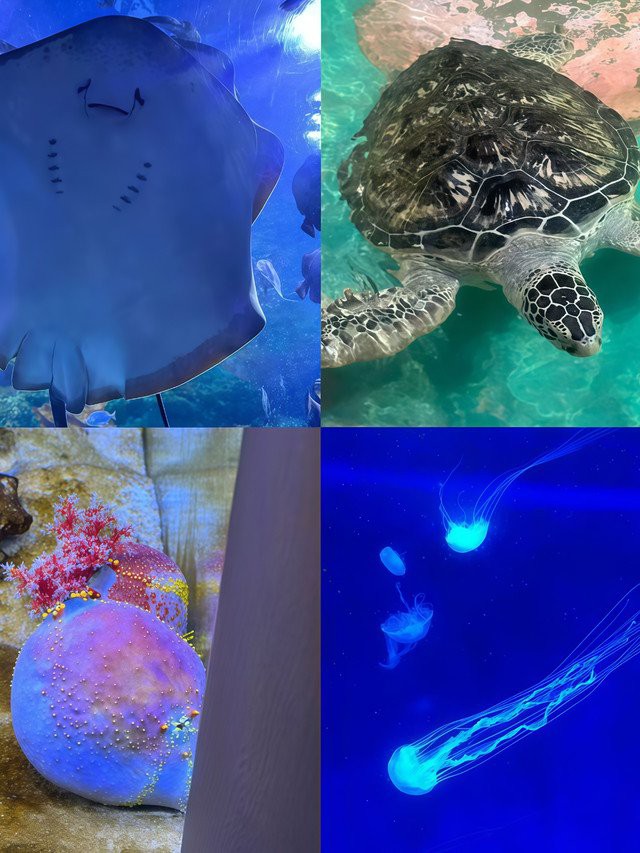 九龍坡水族店【九龍坡區水族店分布廣泛且各具特色】 九龍坡水族店【九龍坡區水族店分布廣泛且各具特色】 全國水族館企業名錄 第9張