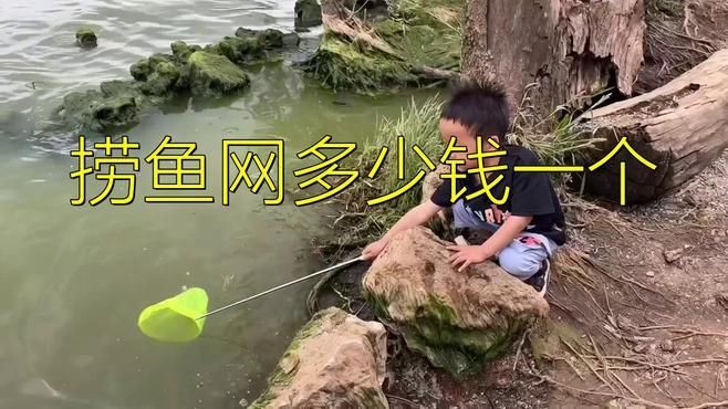 撈魚網多少錢一個【撈魚網多少錢一個-蘇寧易購】 撈魚網多少錢一個【撈魚網多少錢一個-蘇寧易購】 龍魚百科 第1張