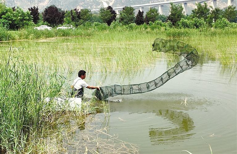 彬縣龍魚店【彬縣龍魚店有哪些龍魚品種】