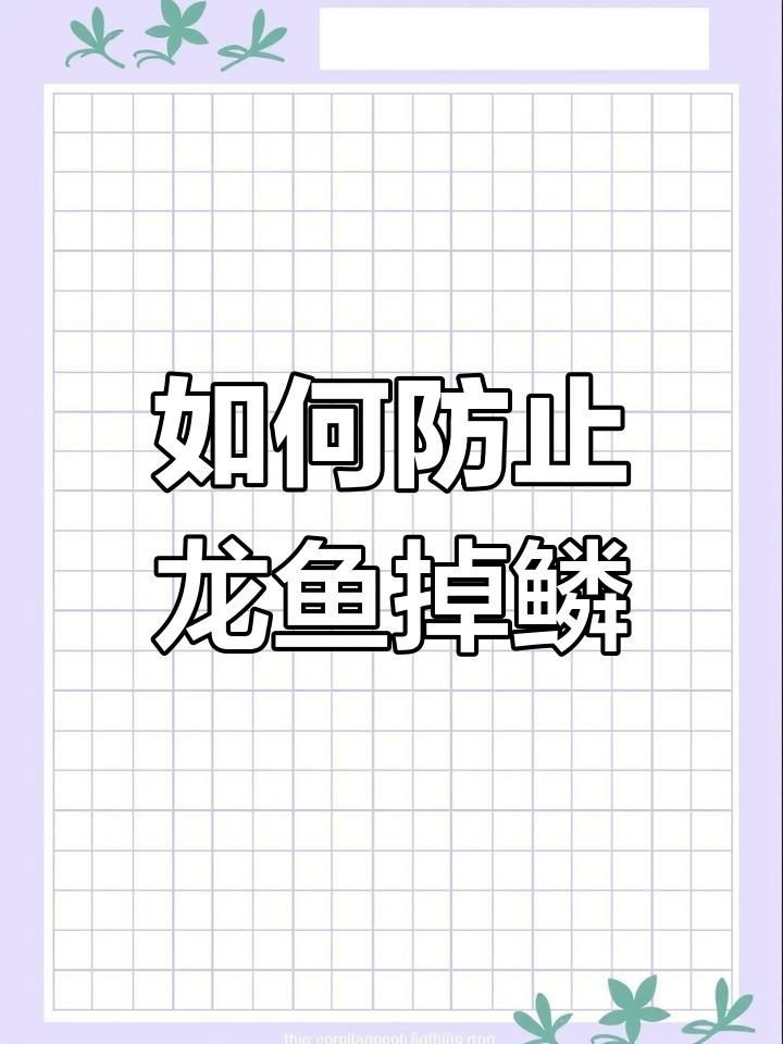 如何預防龍魚松鱗病？【《如何預防龍魚松鱗病？》】 如何預防龍魚松鱗病？【《如何預防龍魚松鱗病？》】 龍魚百科 第4張