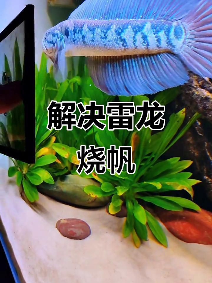 如何預防龍魚燒尾？【《如何預防龍魚燒尾?》】