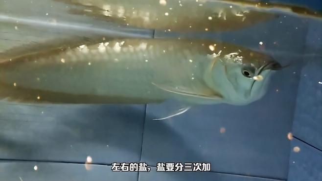 如何預防龍魚燒尾？【《如何預防龍魚燒尾?》】