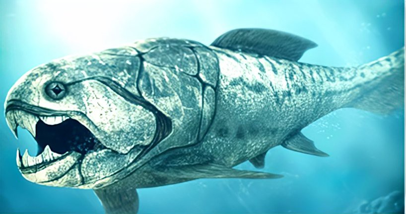 世界上最后一只鄧氏魚【鄧氏魚的歷史】 世界上最后一只鄧氏魚【鄧氏魚的歷史】 龍魚論壇 第6張