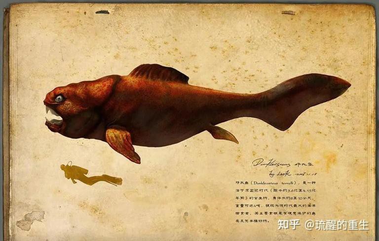 世界上最后一只鄧氏魚【鄧氏魚的歷史】 世界上最后一只鄧氏魚【鄧氏魚的歷史】 龍魚論壇 第1張