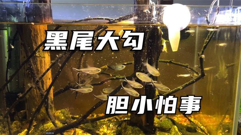 什么魚能和大勾魚混養【黑尾大勾混養指南，打造和諧水族箱的黃金法則】 什么魚能和大勾魚混養【黑尾大勾混養指南，打造和諧水族箱的黃金法則】 龍魚論壇 第5張