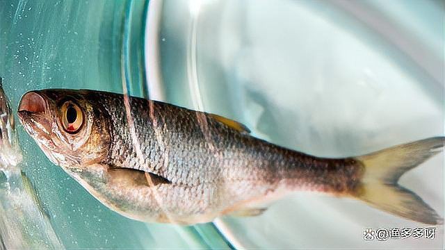 魚得了爛鰓病能自愈嗎【魚患爛鰓病如何自愈】