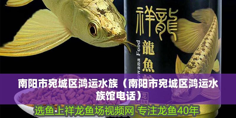 南陽龍魚店【南陽有哪些知名的龍魚店】 南陽龍魚店【南陽有哪些知名的龍魚店】 全國水族館企業(yè)名錄 第1張