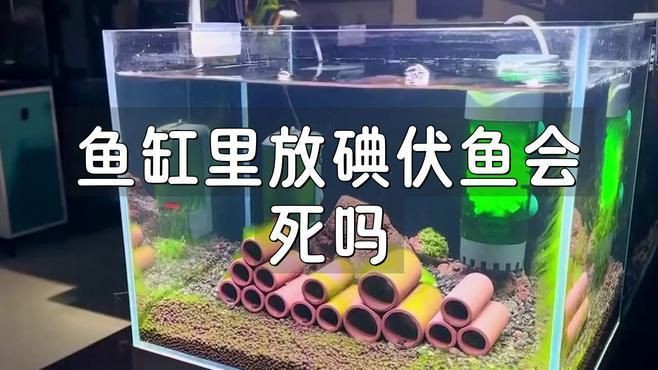 碘伏中毒的魚還能恢復(fù)嗎？【碘伏中毒的魚能否恢復(fù)】