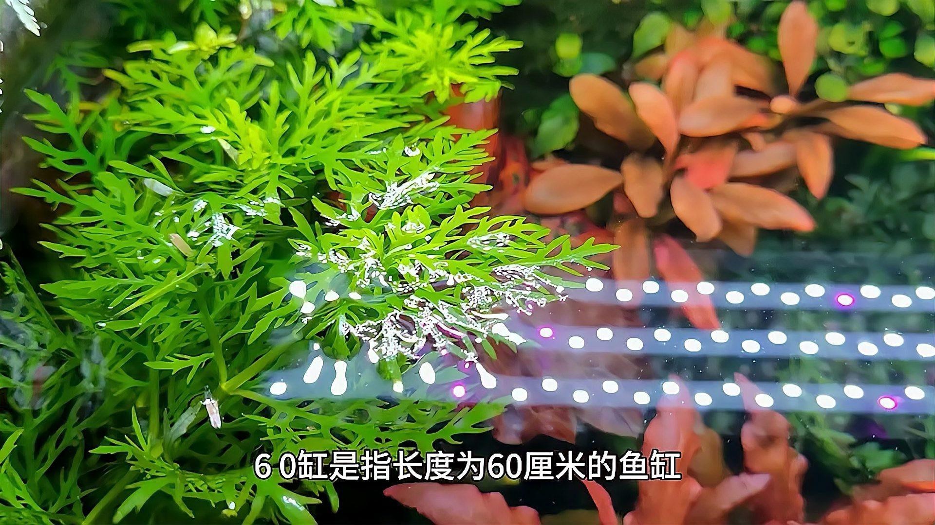 為什么都建議60的缸【60厘米的魚(yú)缸為什么都建議60的缸林之承為什么都建議60的缸】
