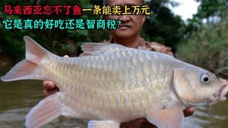 馬來西亞最貴淡水魚【馬來西亞十大最貴淡水魚排行榜西街小霸王赤域一條能賣上萬元】