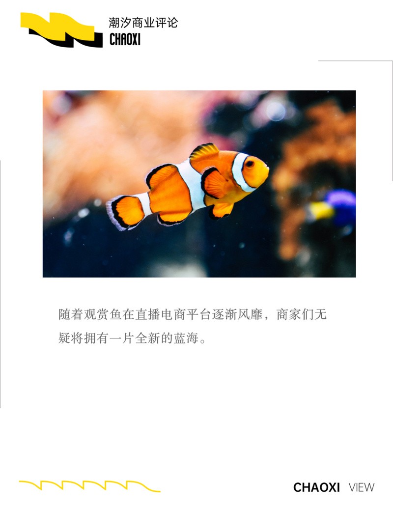 二手觀賞魚交易平臺(tái)【《二手觀賞魚交易平臺(tái)》】