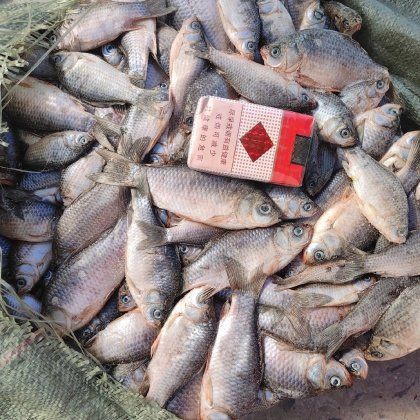 瀏陽烏龍魚苗批發市場【瀏陽北盛鎮烏龍漁場年產魚苗約10億尾產值近800萬】