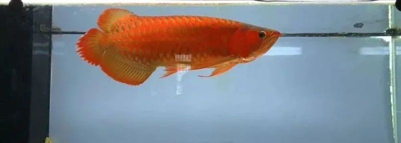 泗水紅龍魚最忌諱三個地方【泗水紅龍魚飼養三大禁忌】