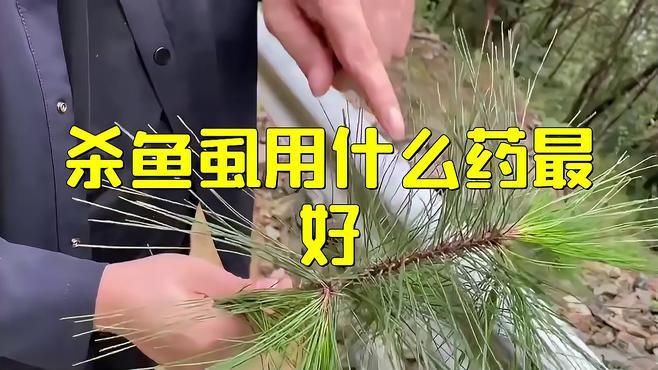 魚虱子用什么藥最好【殺魚虱用什么藥最好,宅喵居筑師魚身上長虱子用什么藥最好】