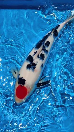 丹三錦鯉圖片【丹頂錦鯉魚多少錢一條附丹頂錦鯉魚多少錢一條附丹頂錦鯉魚的種類】