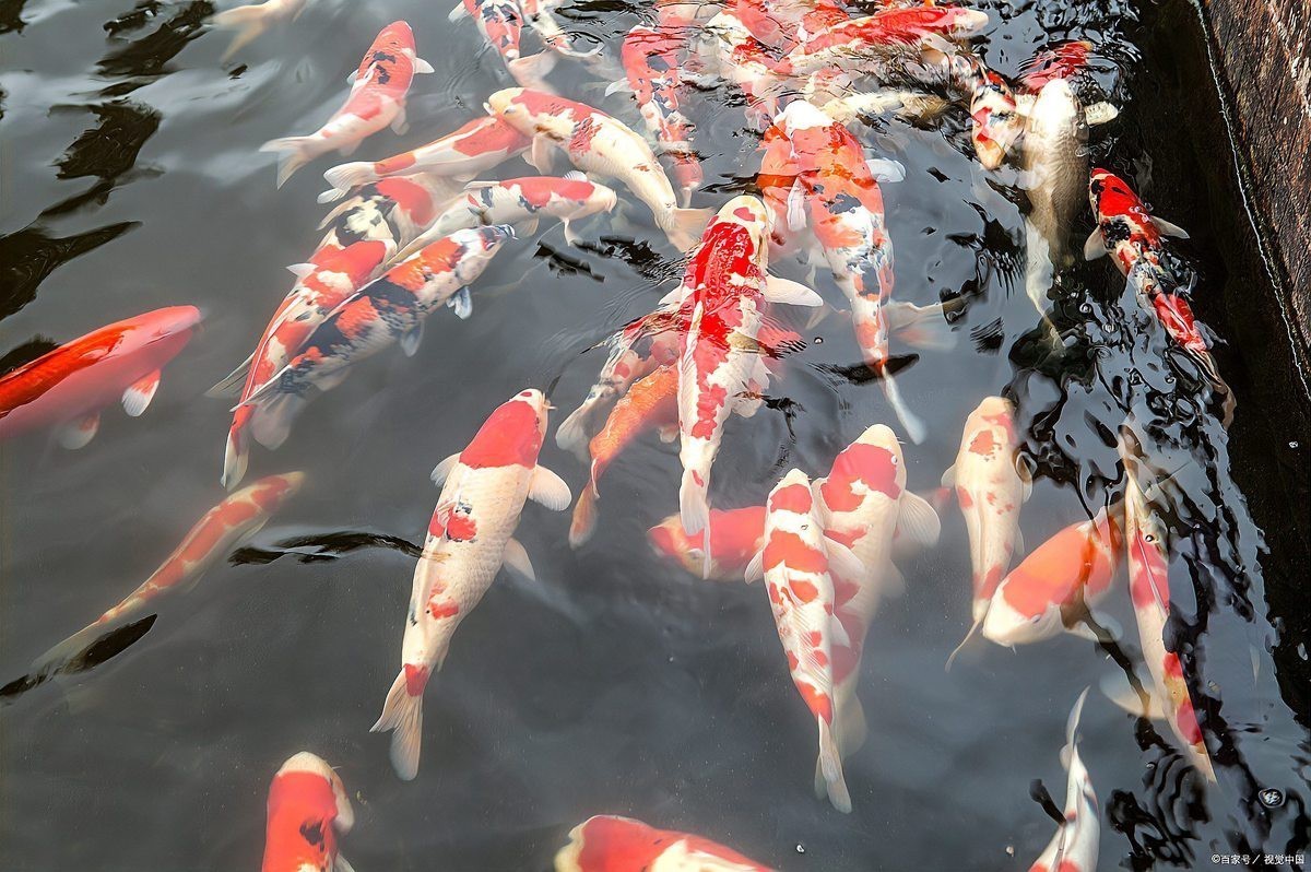 丹三錦鯉圖片【丹頂錦鯉魚多少錢一條附丹頂錦鯉魚多少錢一條附丹頂錦鯉魚的種類】