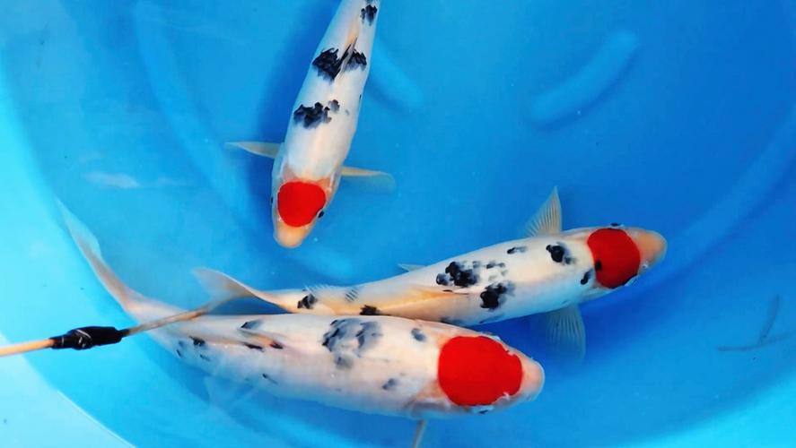 丹三錦鯉圖片【丹頂錦鯉魚多少錢一條附丹頂錦鯉魚多少錢一條附丹頂錦鯉魚的種類】