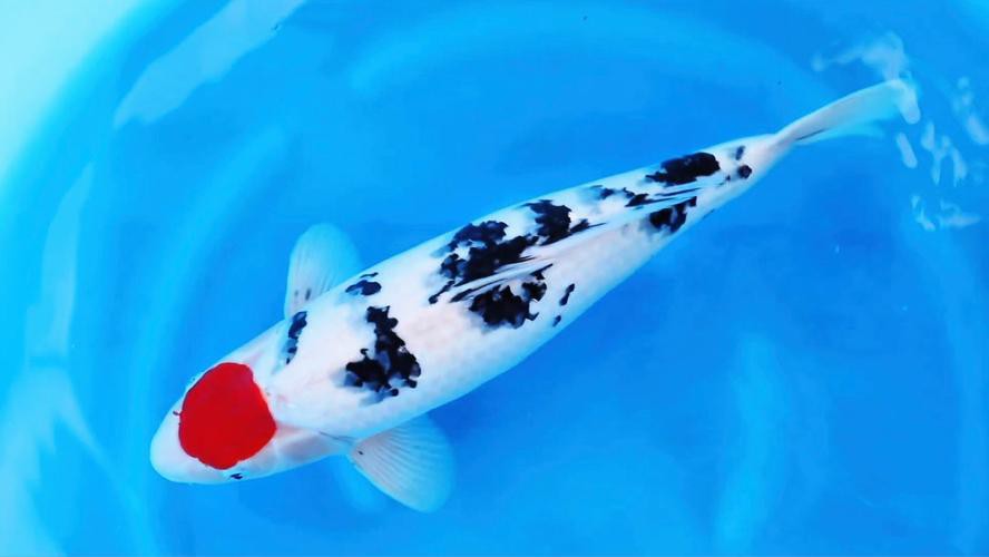 丹三錦鯉圖片【丹頂錦鯉魚多少錢一條附丹頂錦鯉魚多少錢一條附丹頂錦鯉魚的種類】