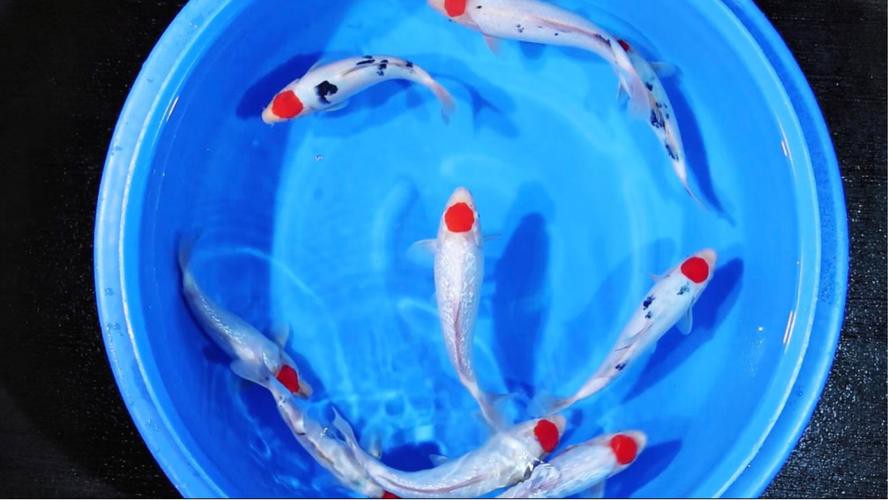 丹三錦鯉圖片【丹頂錦鯉魚多少錢一條附丹頂錦鯉魚多少錢一條附丹頂錦鯉魚的種類】