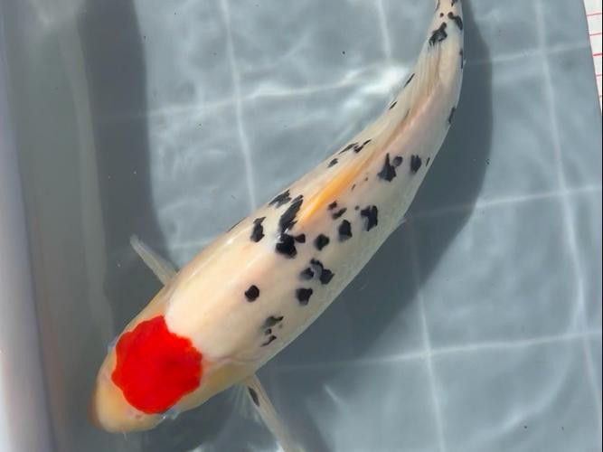 丹三錦鯉圖片【丹頂錦鯉魚多少錢一條附丹頂錦鯉魚多少錢一條附丹頂錦鯉魚的種類】