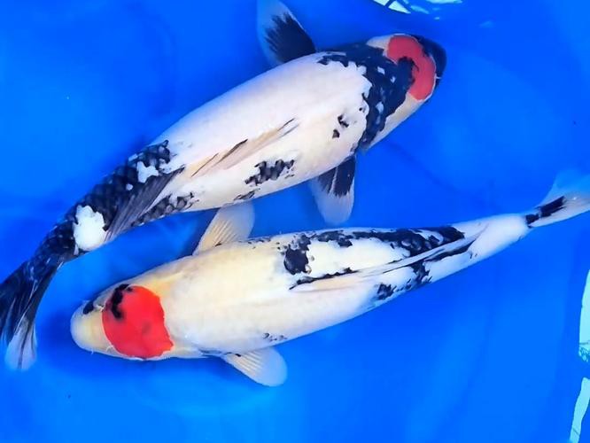 丹三錦鯉圖片【丹頂錦鯉魚多少錢一條附丹頂錦鯉魚多少錢一條附丹頂錦鯉魚的種類】