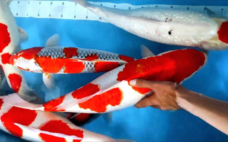 丹三錦鯉圖片【丹頂錦鯉魚多少錢一條附丹頂錦鯉魚多少錢一條附丹頂錦鯉魚的種類】