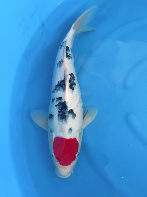 丹三錦鯉圖片【丹頂錦鯉魚多少錢一條附丹頂錦鯉魚多少錢一條附丹頂錦鯉魚的種類】