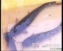 廣東人為何不吃塘鲺【塘鲺在廣東飲食文化中失寵】