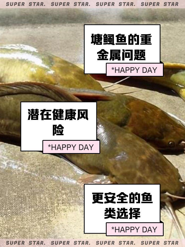 廣東人為何不吃塘鲺【塘鲺在廣東飲食文化中失寵】