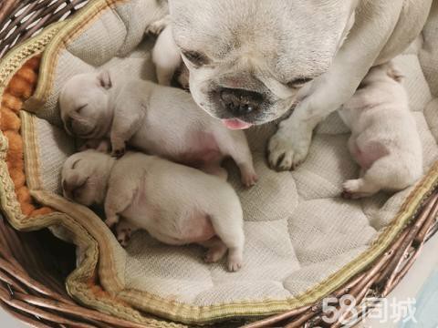 北關龍魚店【濰坊北關龍魚店的價格范圍】