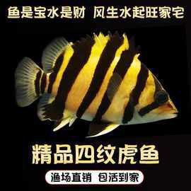 三文虎魚苗價格視頻【三紋虎魚苗價格解析】 三文虎魚苗價格視頻【三紋虎魚苗價格解析】 龍魚論壇 第2張