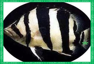 三文虎魚苗價格視頻【三紋虎魚苗價格解析】 三文虎魚苗價格視頻【三紋虎魚苗價格解析】 龍魚論壇 第1張