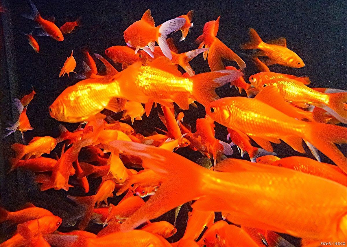 招財魚混養需要多大的魚缸？【《招財魚混養所需魚缸大小探討》】