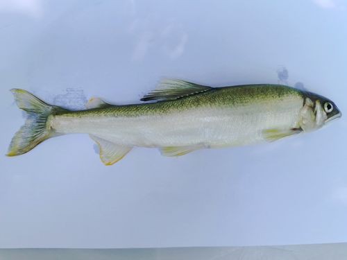 嶗山仙胎魚圖片【山東青島:2000尾嶗山仙胎魚】