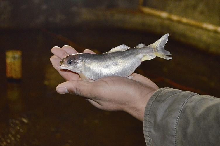 嶗山仙胎魚圖片【山東青島:2000尾嶗山仙胎魚】